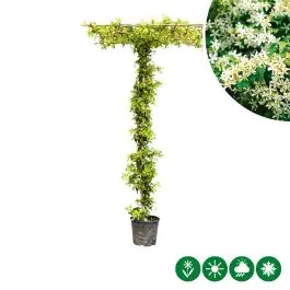 Trachelospermum jasminoides - dakboom | Nieuw binnengekomen