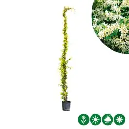 Veel gevraagd | Trachelospermum jasminoides XXXXXL