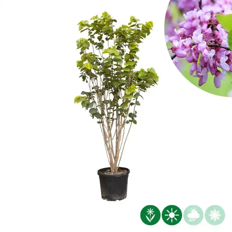 Opruiming | Cercis canadensis - meerstammig