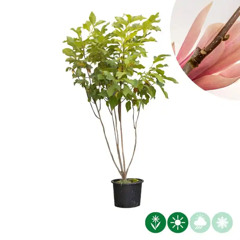 Deal - Magnolia Heaven Scent - meerstammig