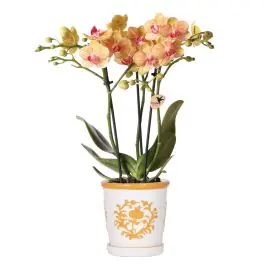Veel gekozen | Orchidee in Ivory Elegance oranje