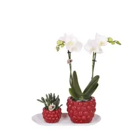 Profiteer nu - Plantenset in Berry rood
