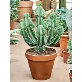 Topdeal | Euphorbia cooperi