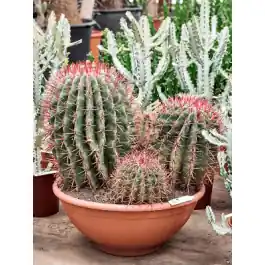 Online bestellen - Ferocactus stainesii cluster