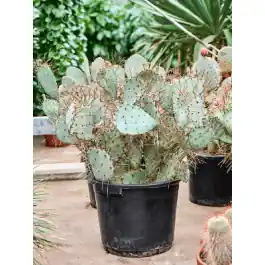 Opuntia macrocentra | Snelle verzending