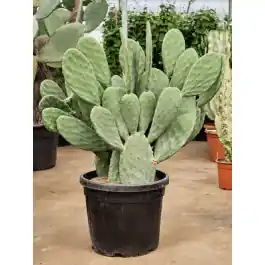 Bestelbaar | Opuntia titania
