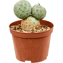Tephrocactus geometricus | Snelle levering