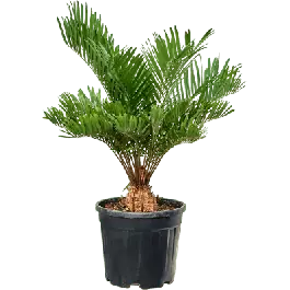 Bespaar meer - Zamia flordana