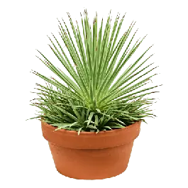 Nu kopen - Agave Nana