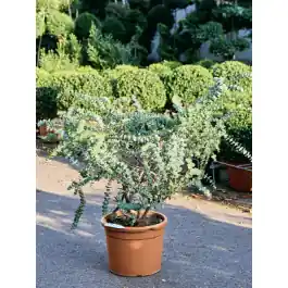 Populair bij klanten | Eucalyptus Baby Blue
