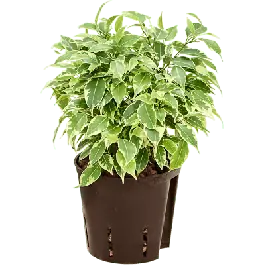 Ficus Benjamina Mini Francis | Makkelijk bestellen