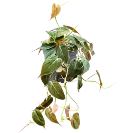 Philodendron Micans | Nieuw