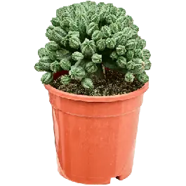 Tijdelijke actie | Euphorbia tubiglans