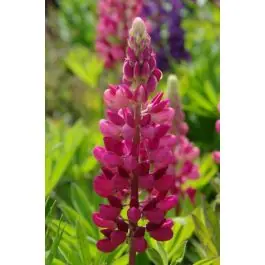 Premium | Lupinus Gallery Red