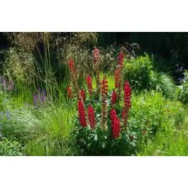 Lupinus My Castle | Alleen vandaag