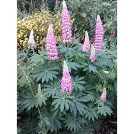 Nieuw in het assortiment | Lupinus The Chatelaine