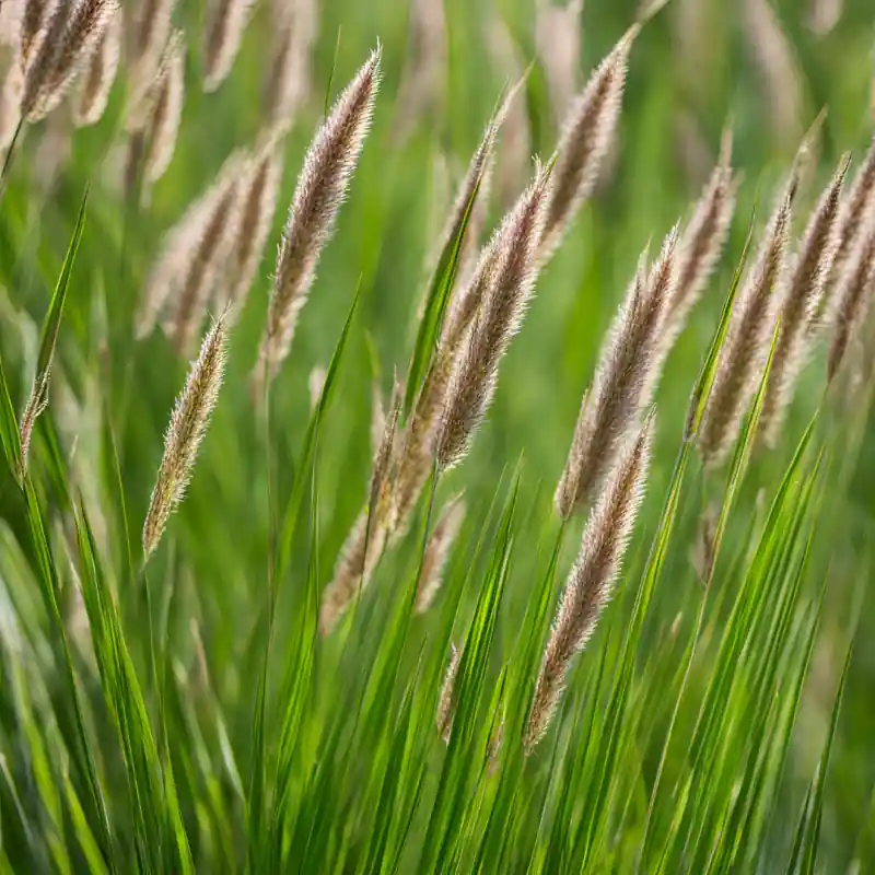 Pennisetum Viridescens | Online bestelbaar