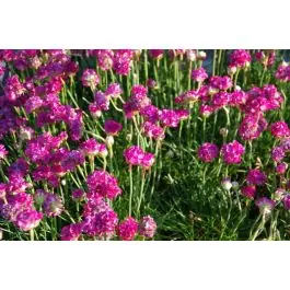 Armeria Splendens | Erg populair