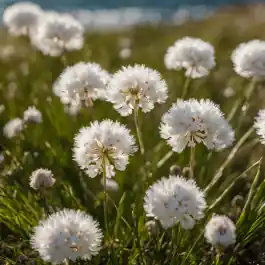 Armeria Alba | Veel gevraagd