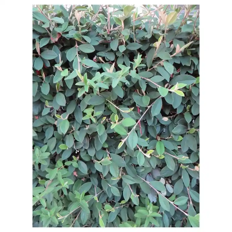 Cotoneaster lacteus - Speciale aanbieding