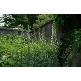 Aconitum Album | Sale
