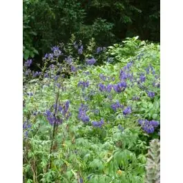 Fabrieksprijs | Aconitum napellus