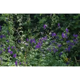 Aconitum Spark‘s Variety - Gratis retourneren