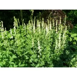 Aconitum Ivorine - Snelle levering
