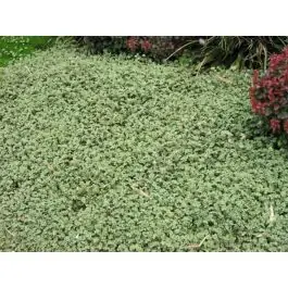 Flitsaanbieding - Acaena buchananii