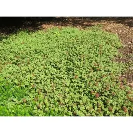 Acaena microphylla - Scherpe prijs