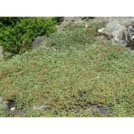 Acaena magellanica | Bespaar meer
