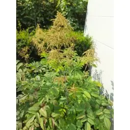 Aruncus dioicus | Outlet