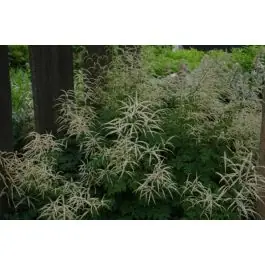 Aruncus Horatio - Op voorraad