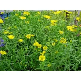 Nog maar enkele beschikbaar - Buphthalmum salicifolium