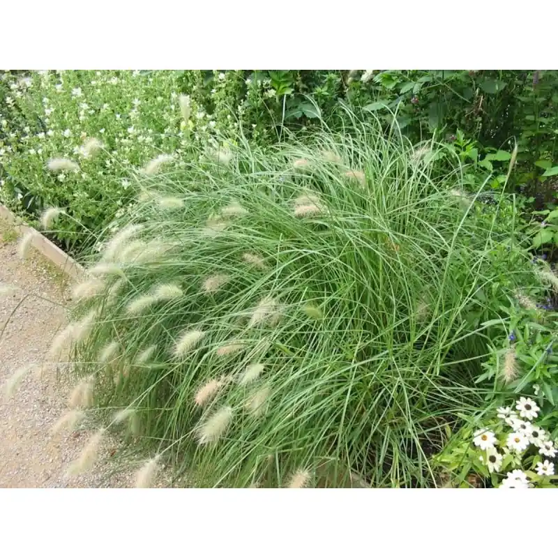 Voeg toe aan winkelwagen - Pennisetum villosum