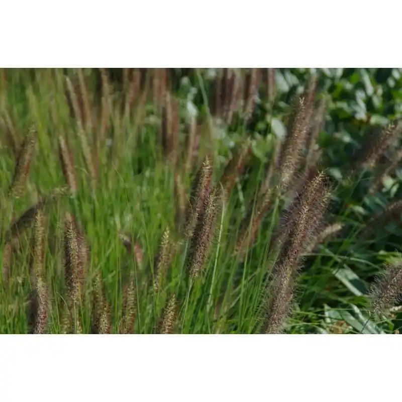 Populair bij klanten - Pennisetum Moudry