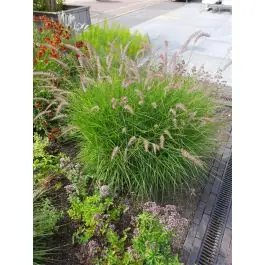 Nieuw in de shop | Pennisetum Karley Rose
