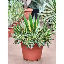 Agave lopantha | Alleen deze week