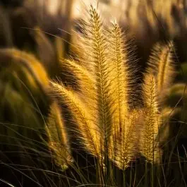 Pennisetum Gelbsteil | Nu beschikbaar
