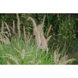 Prijsverlaging - Pennisetum Tall Tails