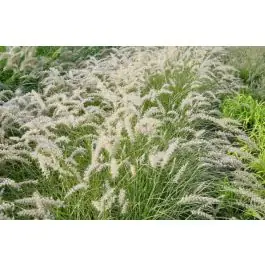 Pennisetum orientale | Opruiming