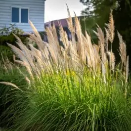 Erg populair - Pennisetum Japonicum