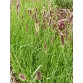 Pennisetum Red Bunnytails - Lage prijs