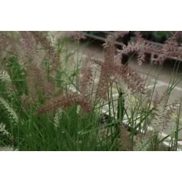 Nog maar een paar beschikbaar | Pennisetum Flamingo
