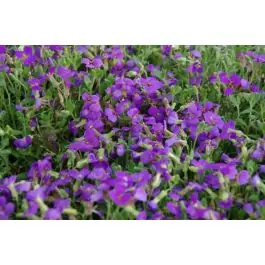 Aubrieta Hamburger Stadtpark - Net binnen