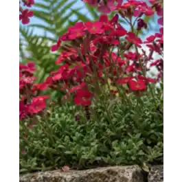 Aubrieta Cascade Red | Koop vandaag