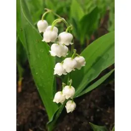 Zeer goed beoordeeld - Convallaria majalis