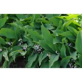 Premiumkwaliteit | Convallaria Rosea
