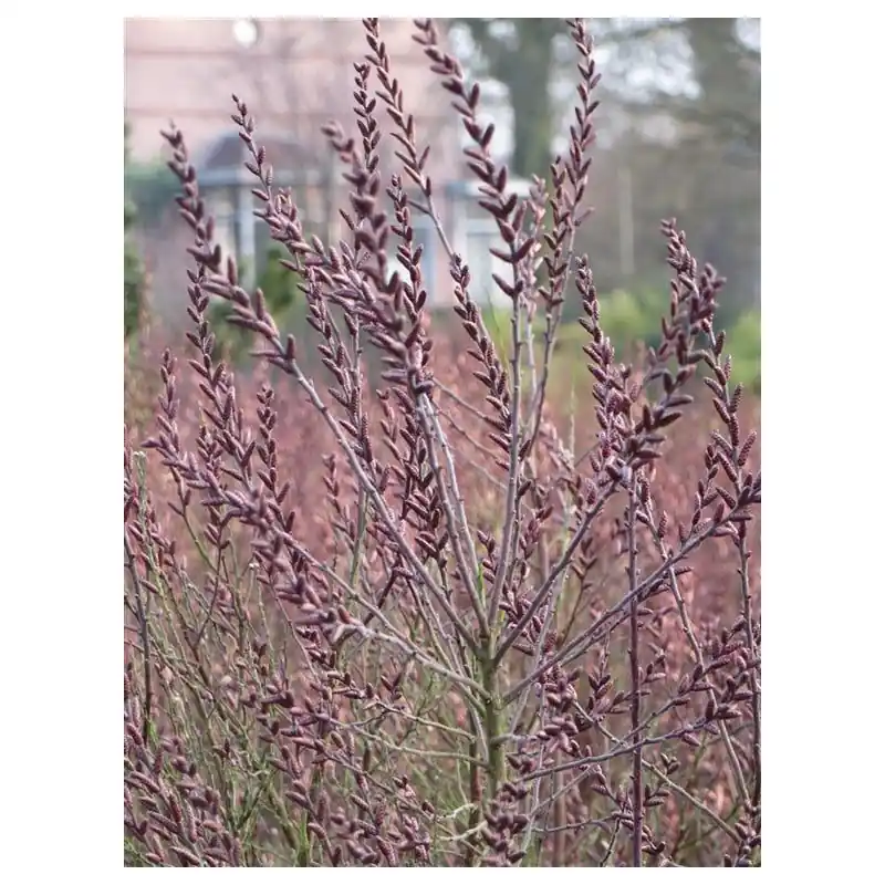 Scherp geprijsd - Myrica gale