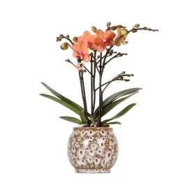 Aanbieding | Orchidee in Earth pot